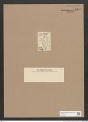 Navicula sp. (de-Toni-Nr.: Genus 1) Zeichnungen Sammlung Grunow Nr. 1387 (NHMW-BOT-W0368350)